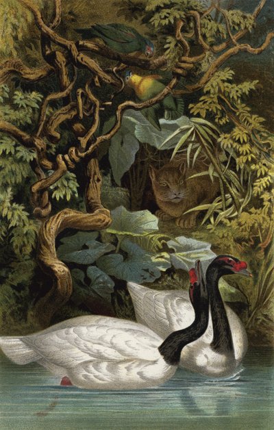 Black-necked Swan by European School